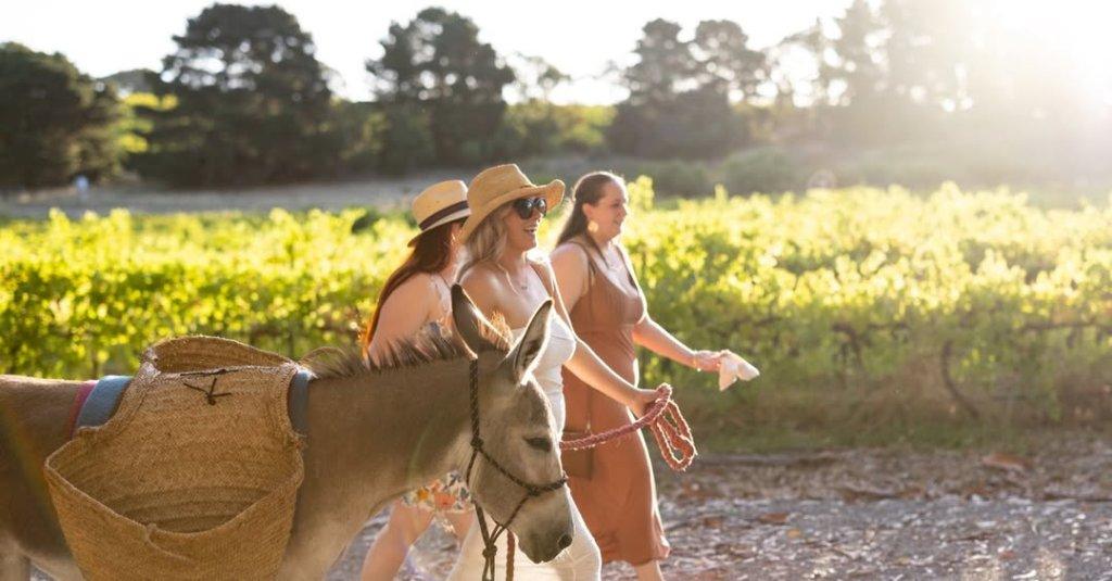 Donkey Tours with Journey Home Wines in vineyard with donkey and three ladies walking through vineyards with the sun stream through the trees in Summer in the McLaren Vale Wine Region