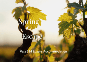Spring Escape to Mclaren Vale image of grape vines bursting with new leaves in a golden light