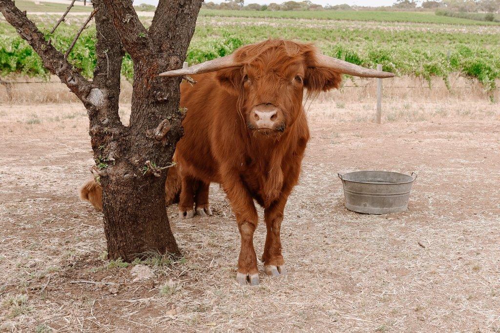 The Ranch and Co McLaren Vale - Highland Cow experience with grape vines in the background