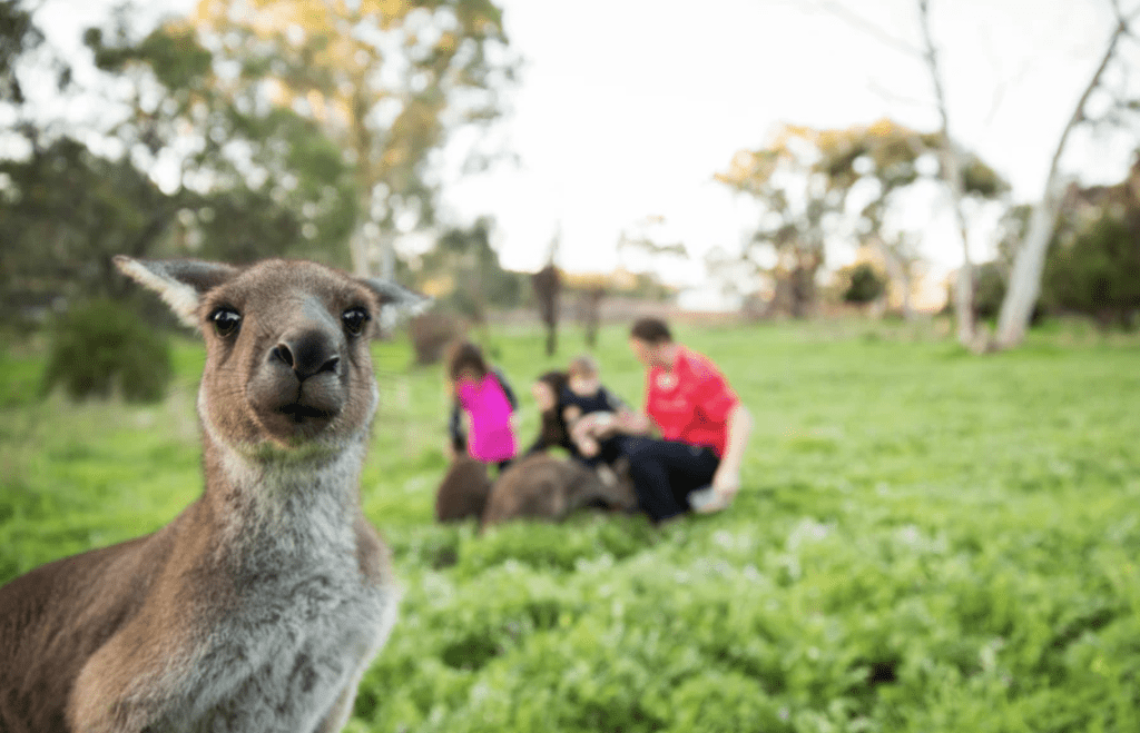 Woodstock Wines Wildlife Sanctuary