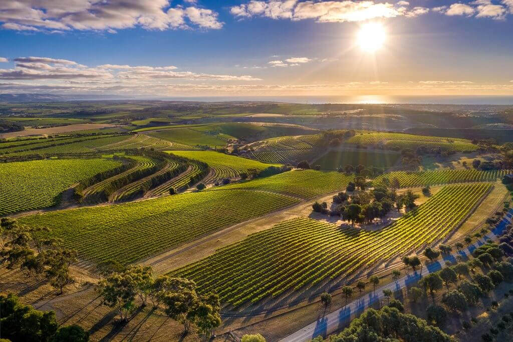 McLaren Vale Vineyards