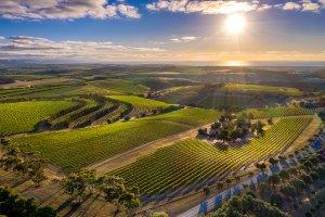 McLaren Vale Vineyards